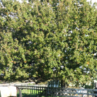 Foxglove tree- Cambridge Tree Trust